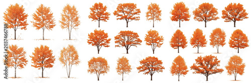 Set of twenty-four autumn trees, collection of deciduous trees with orange and red fall foliage, isolated on transparent background, landscape architecture elements for seasonal nature design projects