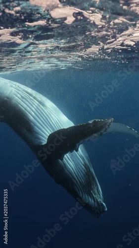 A playful humpback whale splashes and swims energetically in the ocean, flapping its fins and tail, leaping and twisting through the water near ʻEua Island, Tonga, in a joyful, lively display