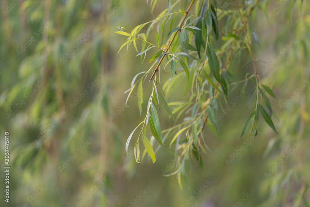 Fototapeta premium Dewy plant detail. Calm capture of dewcovered foliage. Closeup of delicate leaves with dew droplets. Macro shot emphasizing tender plant veins and tranquil atmosphere
