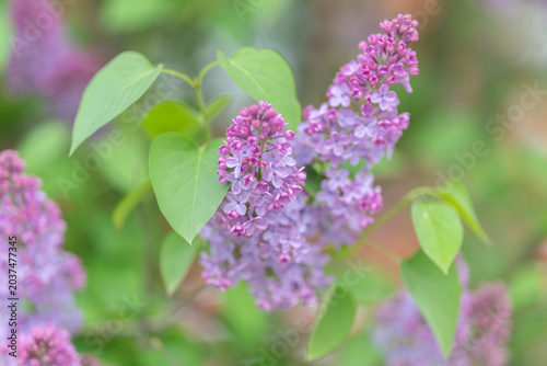 Foto Soft pastel hues with shimmering raindrops