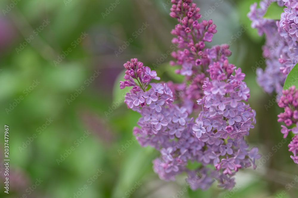 Obraz premium Purple bloom found. Discovering violet cluster within natural leafy environment. Exploring wild garden setting with purple flowers amongst green foliage and sunlight