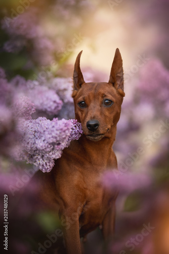 A Miniature Pinscher with sleek brown fur and upright ears stands alertly amidst blooming purple lilac flowers. The dog looks forward, framed by the soft blossoms in the warm daytime light
