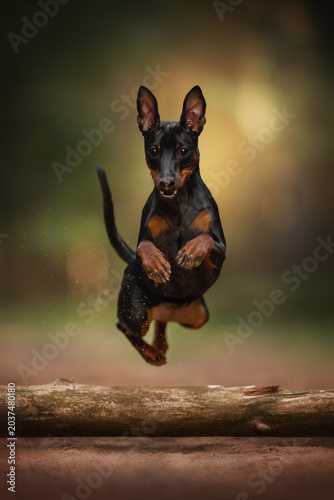 A Miniature Pinscher dog in mid-air, powerfully jumping over a thick wooden log. Its black and tan fur is visible as it clears the obstacle in a green park during daylight