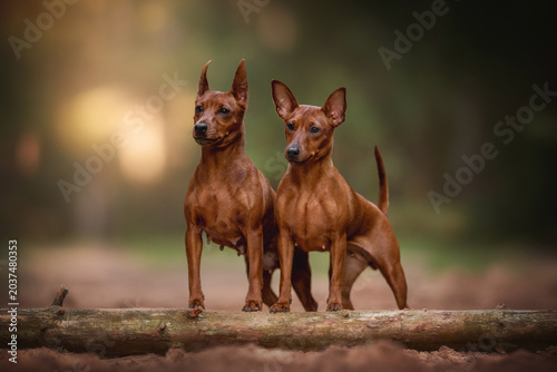 Two sleek brown Miniature Pinscher dogs stand side by side on a sturdy log in an outdoor park. Both dogs gaze forward with alert, focused expressions. The background is a naturally blurred green