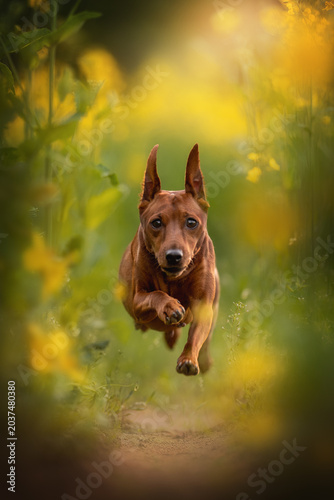 A brown Miniature Pinscher dog is captured mid-air, leaping over a narrow dirt path. It runs through vibrant green plants and bright yellow flowers, enjoying the sunny outdoor environment