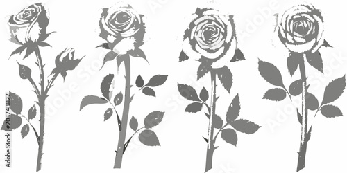 Foto Rose silhouettes with stems and leaves on a white background