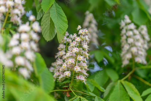 Fotografia Tranquil natural setting displaying soothing flowers and peaceful tones