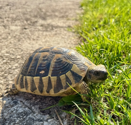 turtle on the grass