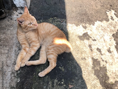 Obraz na plátně A ginger tabby cat with a beautiful American bob tail and slightly deformed ear rests on a sun-dappled concrete surface