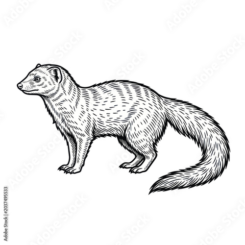 Detailed illustration of a ferret standing.