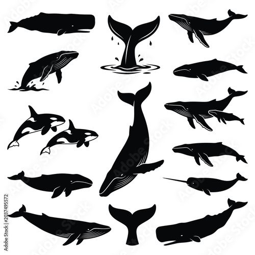 Black silhouettes of various whale species.