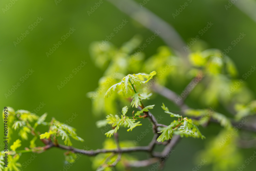 Obraz premium Fresh greenery depicts lively growth. Colorful foliage displays dynamic natural energy. Bright plant imagery emphasizes fresh vitality and vibrant growth visually