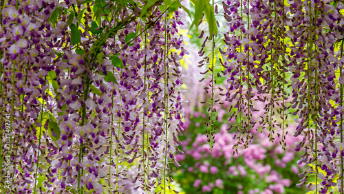Wisteria flowers hang down in a garden with pink blooms in the background during spring