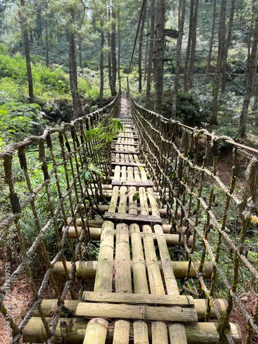 wooden bridge in the jungle