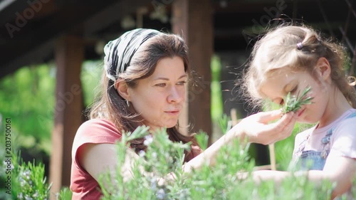 Young mother and her little daughter exploring fresh rosemary together in a sunny countryside garden. Sensory play, aromatherapy, mindful parenting and screen free childhood in nature.