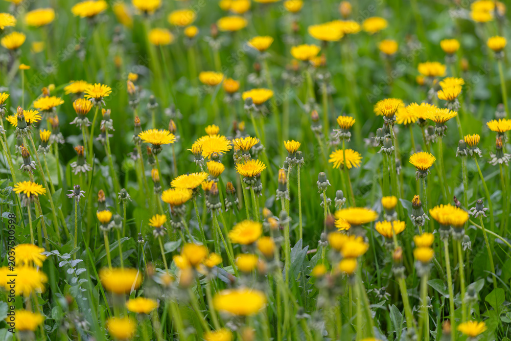 Fototapeta premium Golden dandelion cluster under soft light, dense field of upright stems and open heads creating energetic pattern, warm color palette evokes outdoor vitality and seasonal abundance
