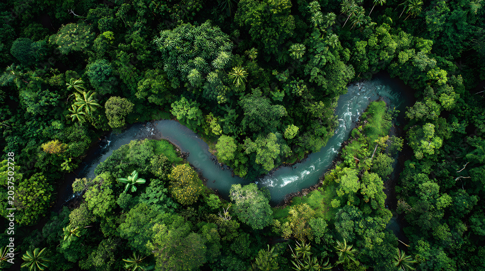 Fototapeta premium Aerial tropical rainforest canopy winding river lush green forest dense jungle overhead view nature landscape tropical woodland curved stream