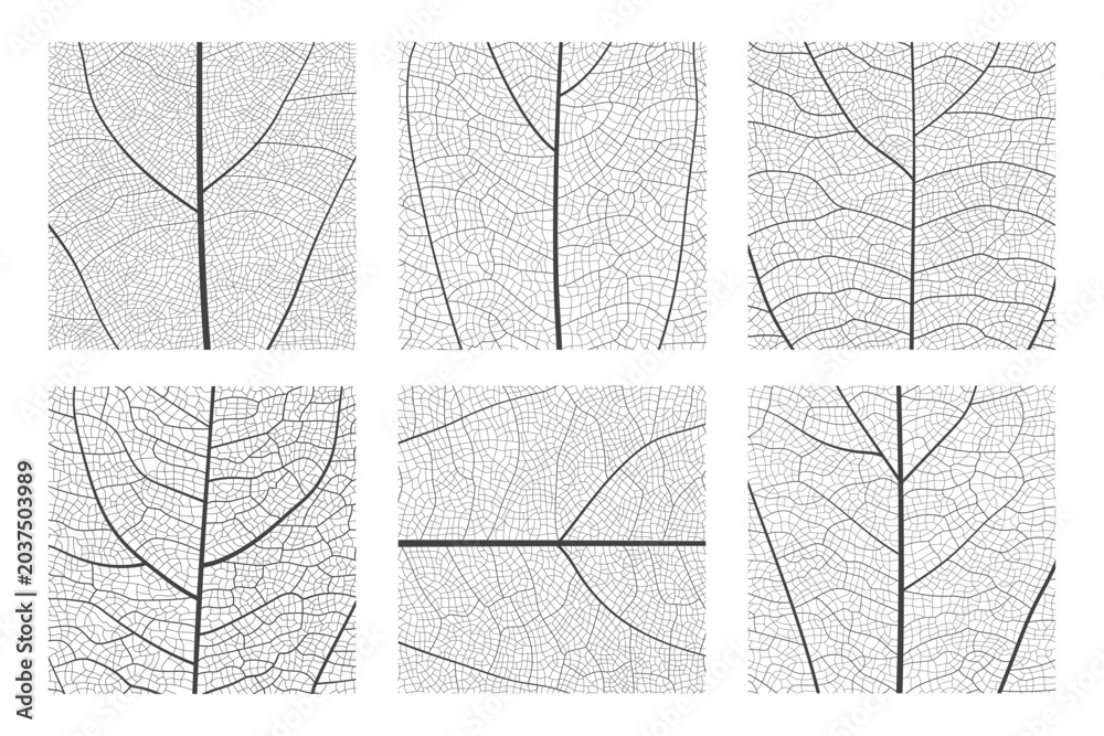 Fototapeta premium Leaf vein cell skeleton texture abstract background set with close up plant leaf cells structure pattern vector illustration. Macro leaf vein skeleton organic lattice natural foliage texture.