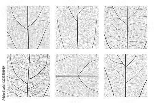 Leaf vein cell skeleton texture abstract background set with close up plant leaf cells structure pattern vector illustration. Macro leaf vein skeleton organic lattice natural foliage texture.