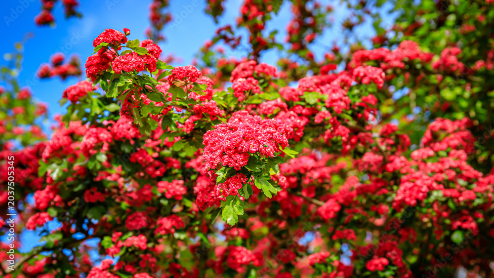 Obraz premium Bright red flowers bloom on branches under a blue sky during spring in a garden setting