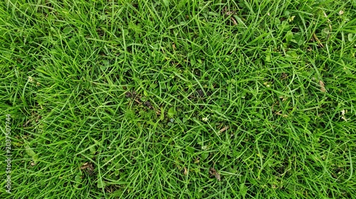 Close-up view of vibrant green grass blades forming a dense, natural texture across the entire frame, showcasing healthy lawn growth.