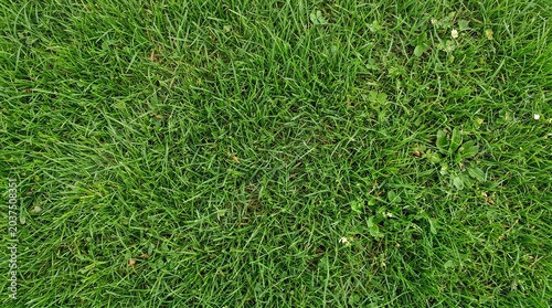 Vibrant green grass texture from an aerial perspective, showing individual blades and some small weeds.