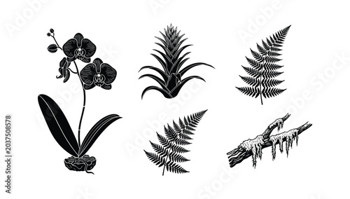 Photos Black and white botanical vector icons featuring orchids bromeliads ferns and mo