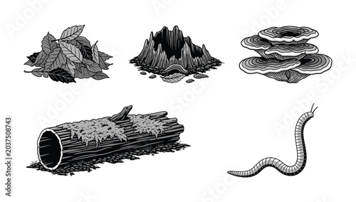 Photos Forest floor decomposition elements moss log deadwood mushrooms and earthworm il