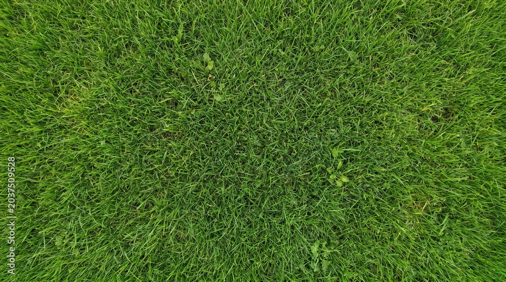 Fototapeta premium Vibrant green grass texture from an aerial perspective, showing individual blades and a lush, natural ground cover.