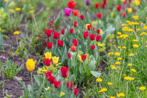 Canvas-taulu Red and yellow tulip swath with dandelion accents, natural soil beds, slightly w