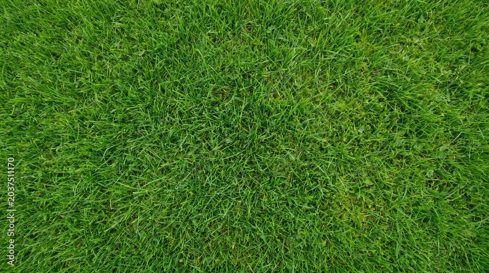 Obraz premium Vibrant green grass texture from an aerial perspective, showing a dense, healthy lawn with uniform blades.