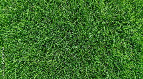 A vibrant, lush green lawn seen from a high-angle perspective, showcasing the dense texture of healthy grass blades.