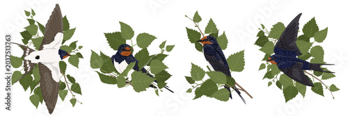 Set of swallow birds on birch branches with green leaves, flying and sitting vector elements isolated on white background. Spring wildlife nature illustration collection