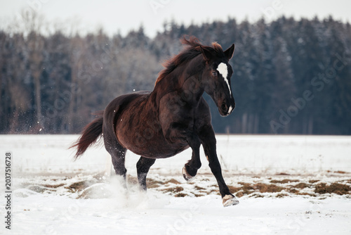 Kaltblut im Schnee
