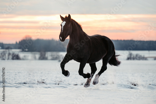 Kaltblut im Schnee