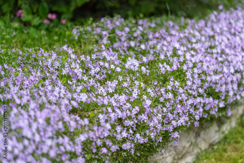 Fotografija Decorative garden outline
