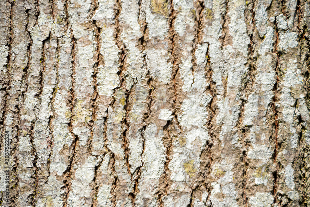 Obraz premium The characteristic rough texture of the bark of mature large toothed trees. Its surface displays a mixture of gray and light brown, creating a natural, relief like pattern.