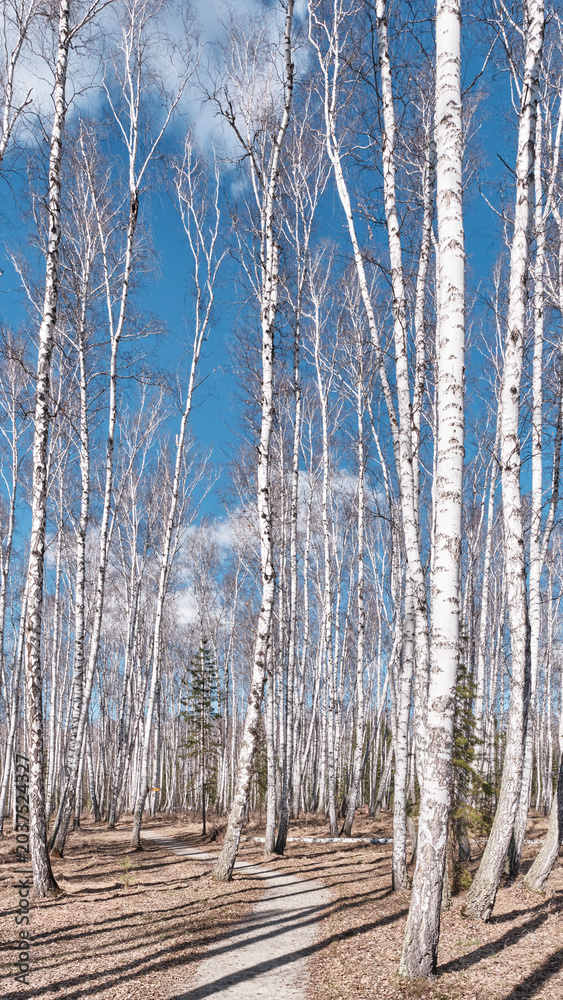 Fototapeta premium Winding path through birch tree forest on sunny spring day