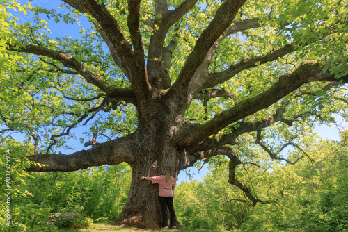 Giant Downy Oak Tree (Quercus pubescens) on Krk Island, Croatia