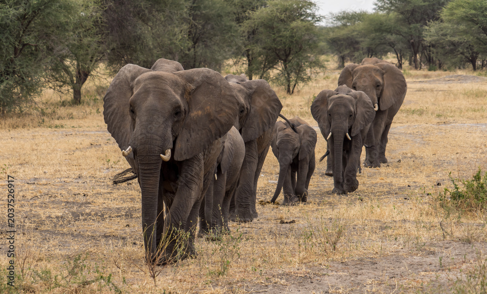 Fototapeta premium Herd of African Elephants Walking in Single File Line on Savanna Plains 