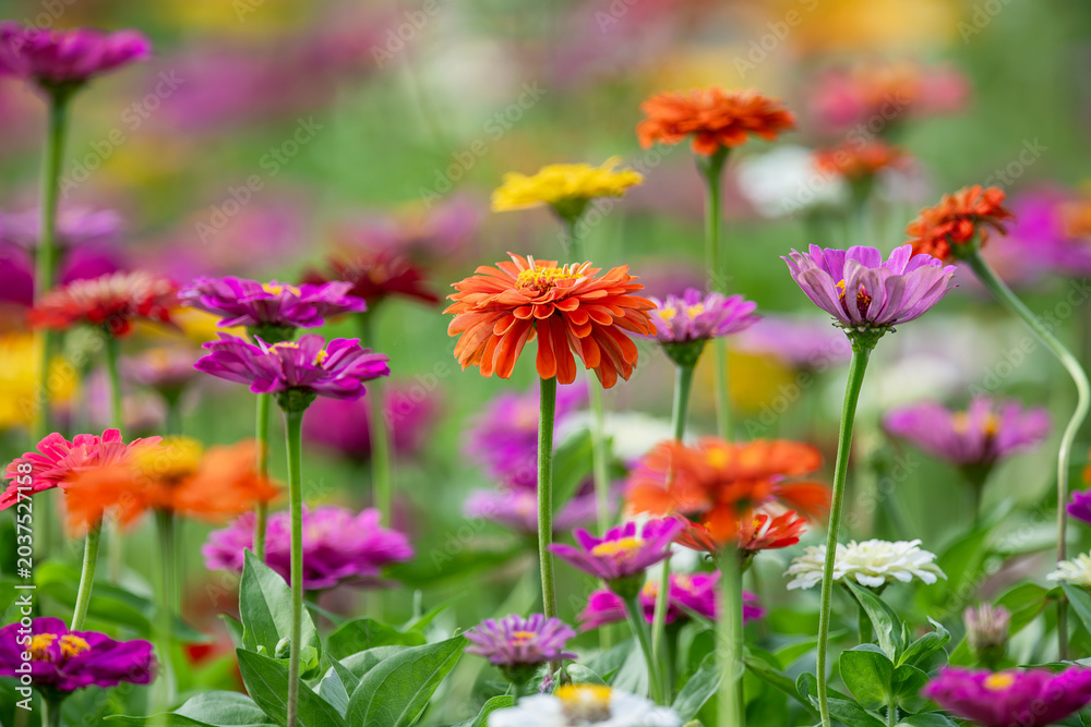 Obraz premium Patch of Colorful Zinnias Planted for the Farmer's Wife in the Middle of Rice Country in Louisiana