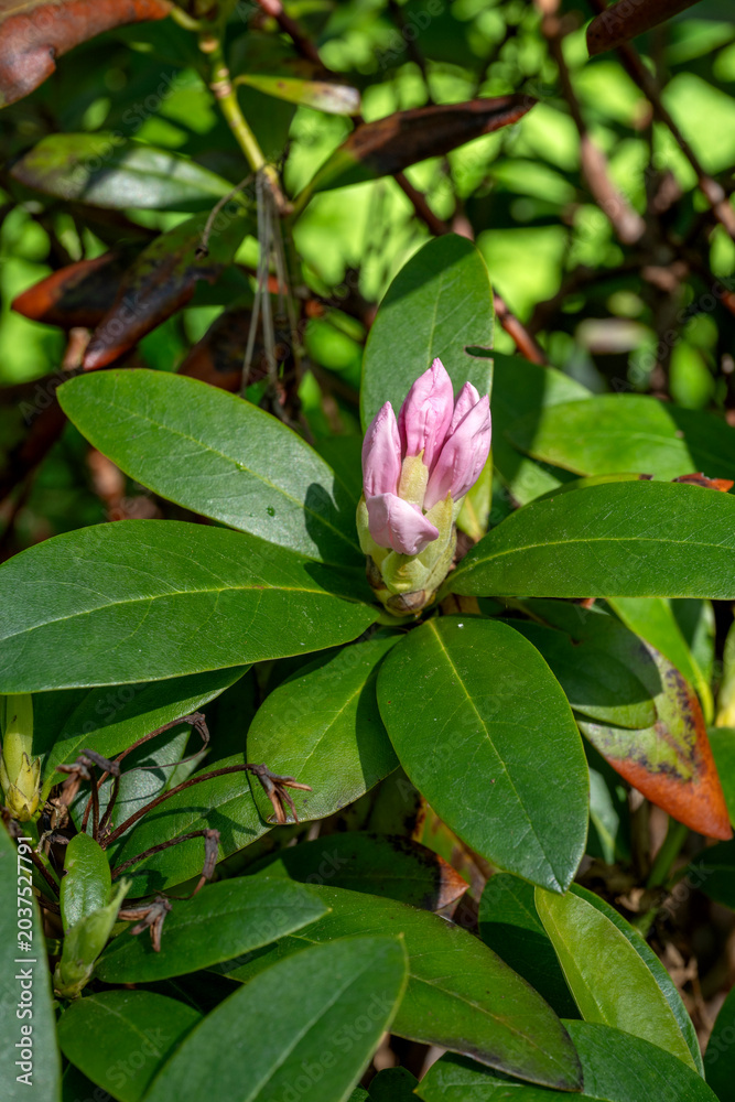 Obraz premium Pink rhododendron flower bud surrounded by green leaves