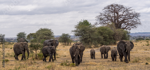 Photography Herd of African Elephants Walking across Savanna with Baobab Tree
