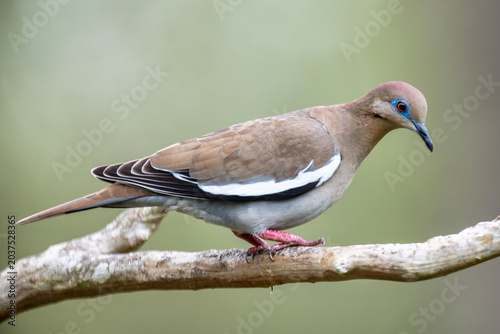 White Winged Dove Perched on Branch
