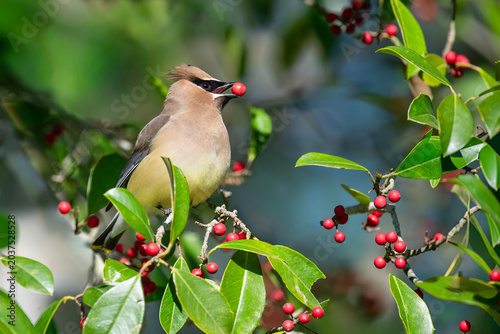 Cedar Waxwing Eating Berries in American Holly Tree in Louisiana Garden in Late Winter