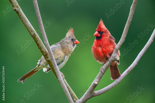Northern Cardinal Pair Perched on Bare Tree Limbs in Early Spring in Louisiana 