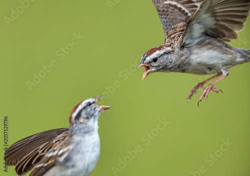Obraz na plátně Chipping Sparrows Having a Territorial Dispute While Feeding