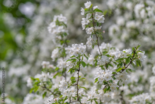Принти на полотні Young fruiting branches covered in blossoms suggesting coming harvest tight buds