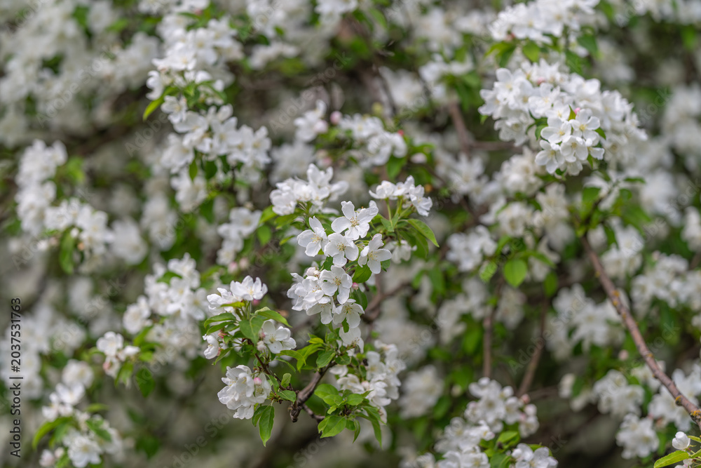 Obraz premium Vivid springtime flower display. Fertile orchard bursting with pink blossoms. Lush plantation of apple trees covered in thick white clusters of flowers and greenery