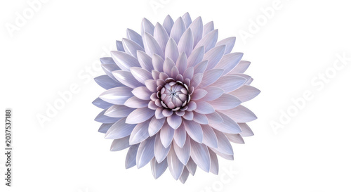 Light pink dahlia flower 3D render isolated on black background